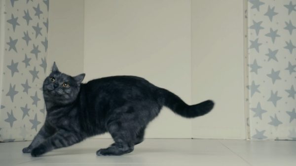 時刻警覺 - 前方碰撞輔助制動系統  Intelligent Emergency Braking (IEB)