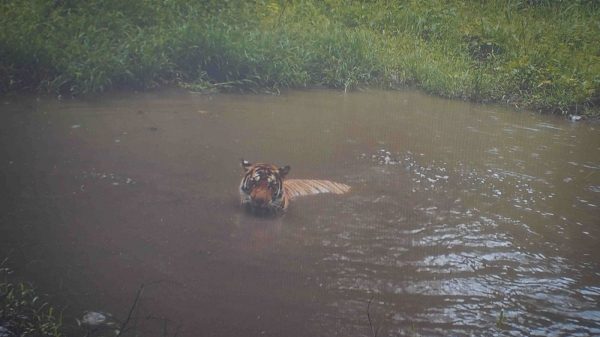นิสสัน WWF ทน พร้อม ลุย